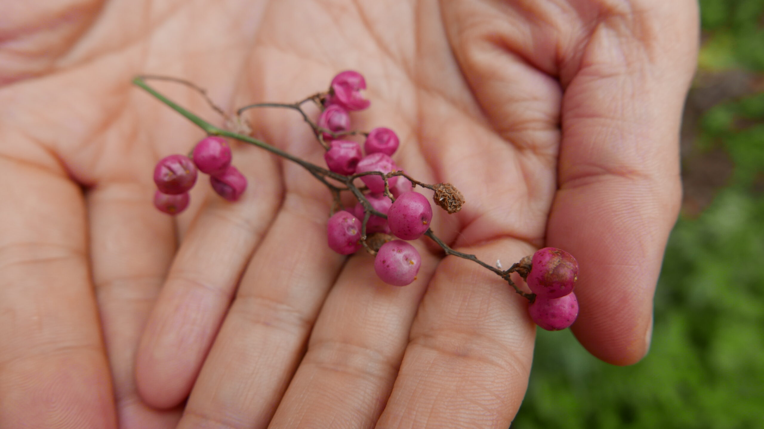 Pink peppercorns, known locally in Quechua as mulli. Pink peppercorns, known locally in Quechua as mulli.