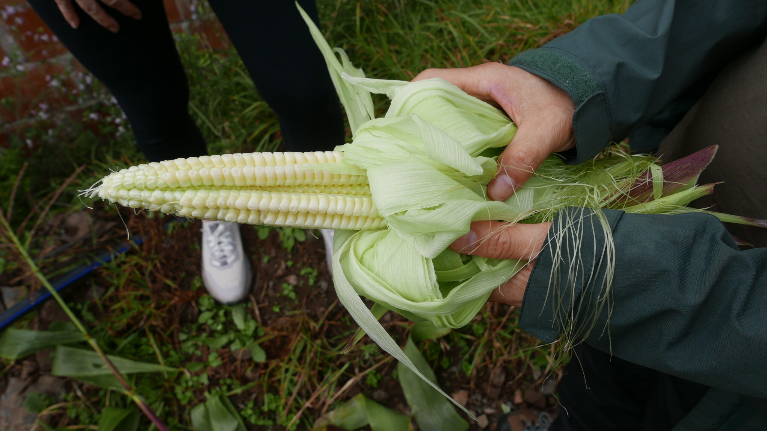 Traditional choclo corn as grown at Lamay at base of Huchuy Qosqo. Traditional choclo corn as grown at Lamay at base of Huchuy Qosqo.